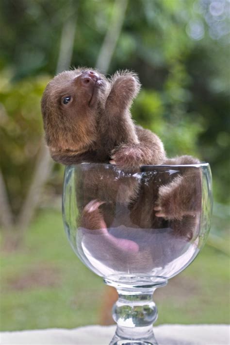 Sloth Animal Funny Quotes. QuotesGram