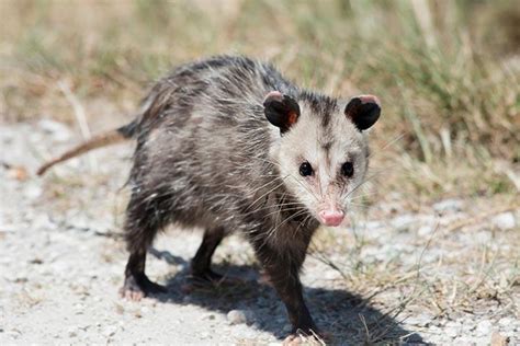 45 Interesting Opossum Facts For Kids