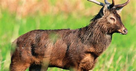 In Manipur, the habitat of endangered sangai deer is facing threat from climate change