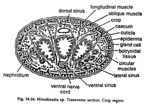 Hirudo Diagram