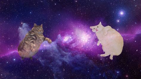 Cat Galaxy Wallpapers on WallpaperDog