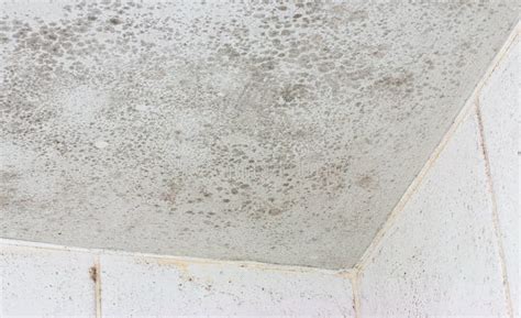 Ceiling Mould Mildew Stock Photo - Image: 47111195