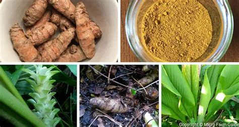 Turmeric: A Fascinating Plant You Can Grow At Home | Micro Farm Guide