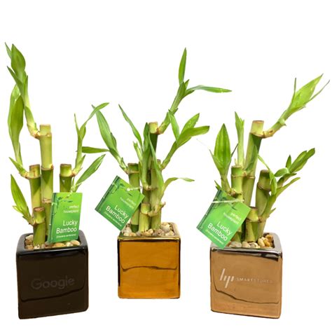 Lucky Bamboo Arrangements – Eve's Garden Promotional Products