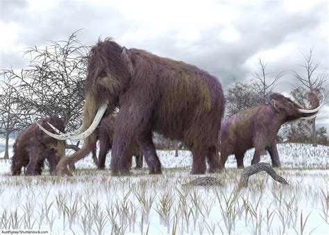 Woolly Mammoth Facts For Kids & Adults: Meet A Famous Ice Age Animal