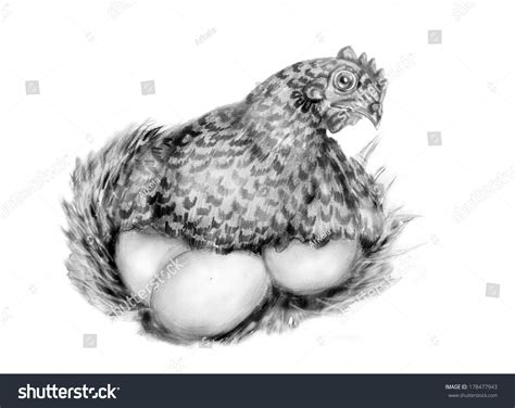 Hen Eggs Pencil Drawing Stock Illustration 178477943