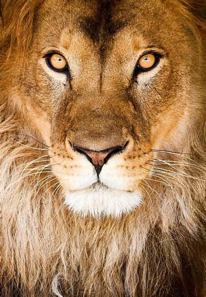 Best Lion Eyes Stock Photos, Pictures & Royalty-Free Images - iStock