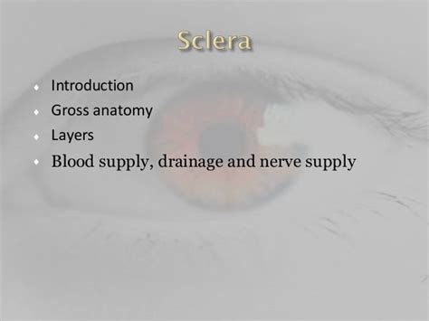 anatomy of sclera