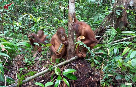 PEER LESSONS: HOW TO OPEN FOOD ENRICHMENT | Borneo Orangutan Survival