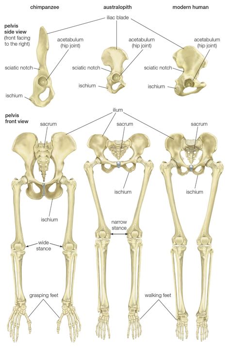 Female Pelvis Bones Anatomy