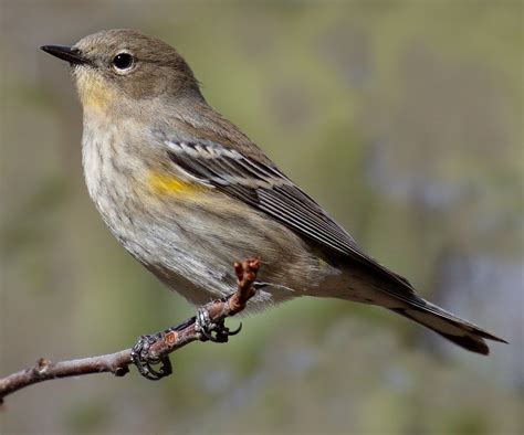 Yellow-rumped Warbler | San Diego Bird Spot