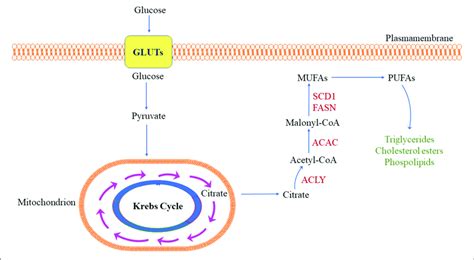 | Simplified representation of de novo lipogenesis in the tumor cell ...