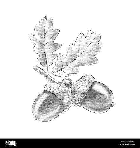 Oak fruits and leaves. Pencil sketch of acorn, branch. Botanical hand drawn illustration ...