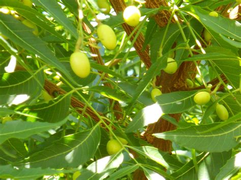 Neem Tree (Azadirachta indica) - Richard Lyons Nursery, Inc.