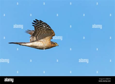 Eurasian Sparrowhawk (Accipiter nisus). Male in flight, hunting. Germany Stock Photo - Alamy