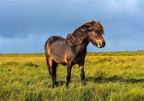 11 Pony Breeds You Should Know