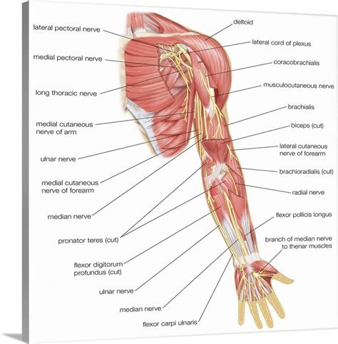 Nerves of the left arm - anterior view. nervous system | Muscle diagram ...