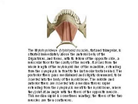 Mylohyoid Muscle