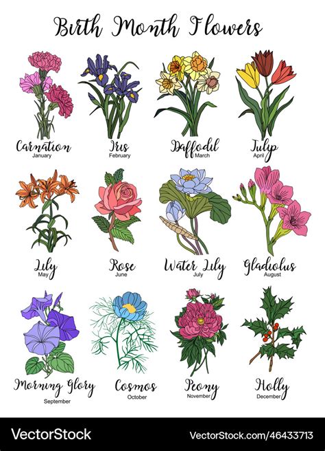 Set of birth month flower colorful isolated Vector Image