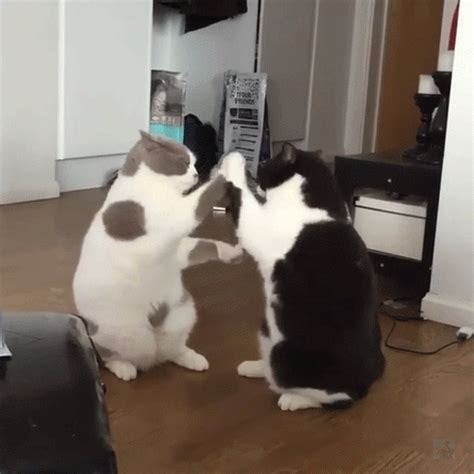 Kitties are boxing | Cat fight gif, Cute cat gif, Cat gif