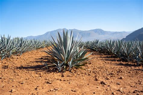 How To Grow And Care For An Agave Plant Indoors And Outdoors