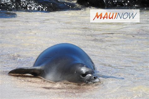 Hawaiian Monk Seal Habitat Rules to Help Prevent Extinction | Maui Now