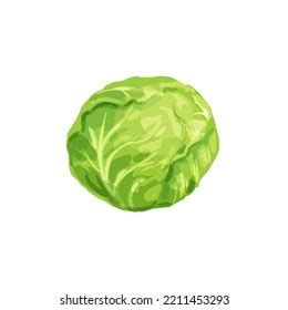 Cabbage Cartoon Drawing Vector Illustration Isolated Stock Vector (Royalty Free) 2211453293 ...