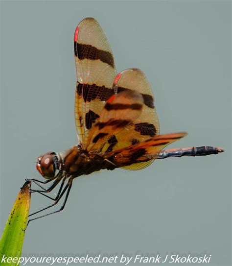 Susquehanna Wetlands insects (15 of 26) - Keep Your Eyes Peeled