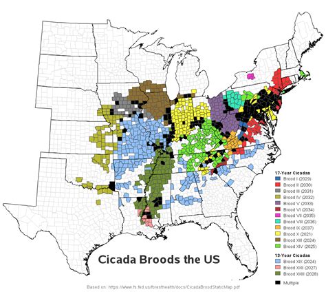 Cicada Emergence 2024 Map - Siana Dorothea