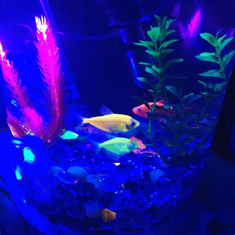 70 best images about GloFish on Pinterest | Glow, Neon and Live fish