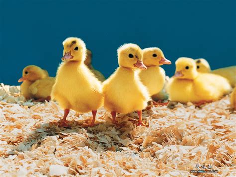 Farm Animals Collection - Domestic Animals Wallpaper (5356800) - Fanpop - Page 7