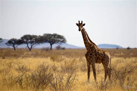 Où faire un safari en Afrique - Notre TOP 5 des safaris