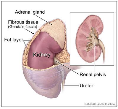 Adrenal Glands - Physiopedia