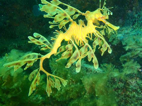 Dollzis: Leafy Sea Dragon Camouflage