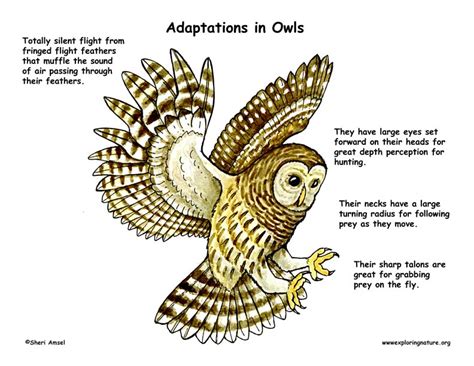 Adaptations of the Owl