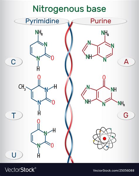 Purine and pyrimidine nitrogenous bases Royalty Free Vector