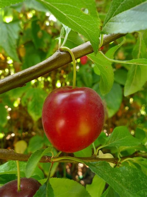 Wild Harvests: Cherry Plum- an early plum gone wild