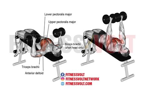 Decline Dumbbell Bench Press (Chest) ~ healthtasy.com