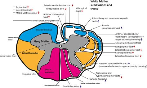 Lateral Corticospinal Tract Diagram