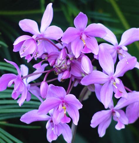 Daintree Rainforest Plants | Daintree Discovery Centre