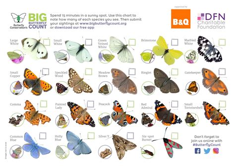 Join in with the Big Butterfly Count and help take nature’s pulse! - Seedball