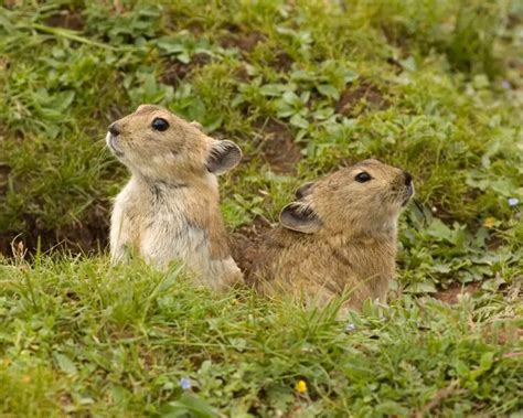 Plateau pika - Facts, Diet, Habitat & Pictures on Animalia.bio