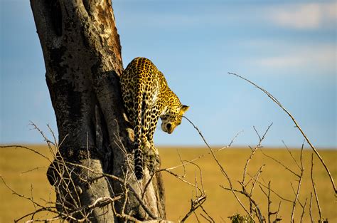 Free photo: Leopard on Tree - Spotting, Outdoors, Park - Free Download - Jooinn