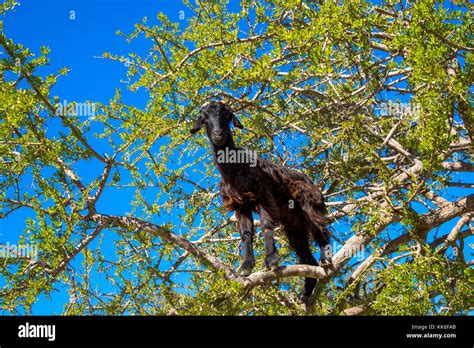 goats eating nuts of Argan tree for the famous argan oil in Essaouira ...