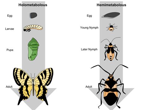 Insect Life Cycles by Wizzie Brown