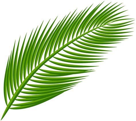 Palm clipart palm leaf, Palm palm leaf Transparent FREE for download on WebStockReview 2024