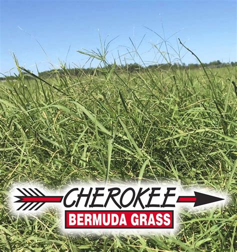 Cherokee Bermuda Grass Seed - Nixa Hardware & Seed Company