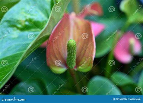 Xerophyte Desert Plants Growing in Garden. Stock Image - Image of droughty, large: 251693007