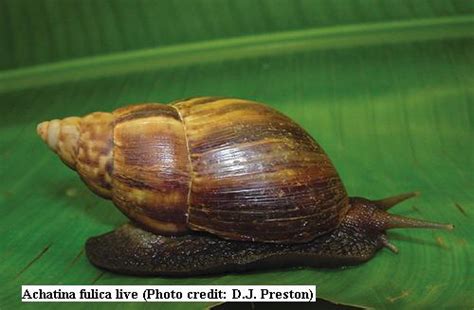 How Long Do African Land Snails Live - Make sure that the substrate is kept moist at all times ...