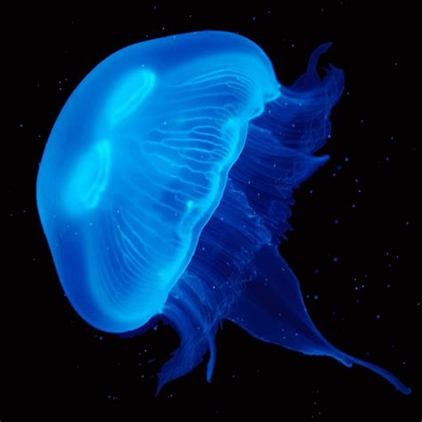 Supersize Moon Jellyfish | Buy Pet Jellyfish Online | UK Jellyfish